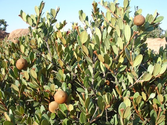 Ancylobotrys capensis